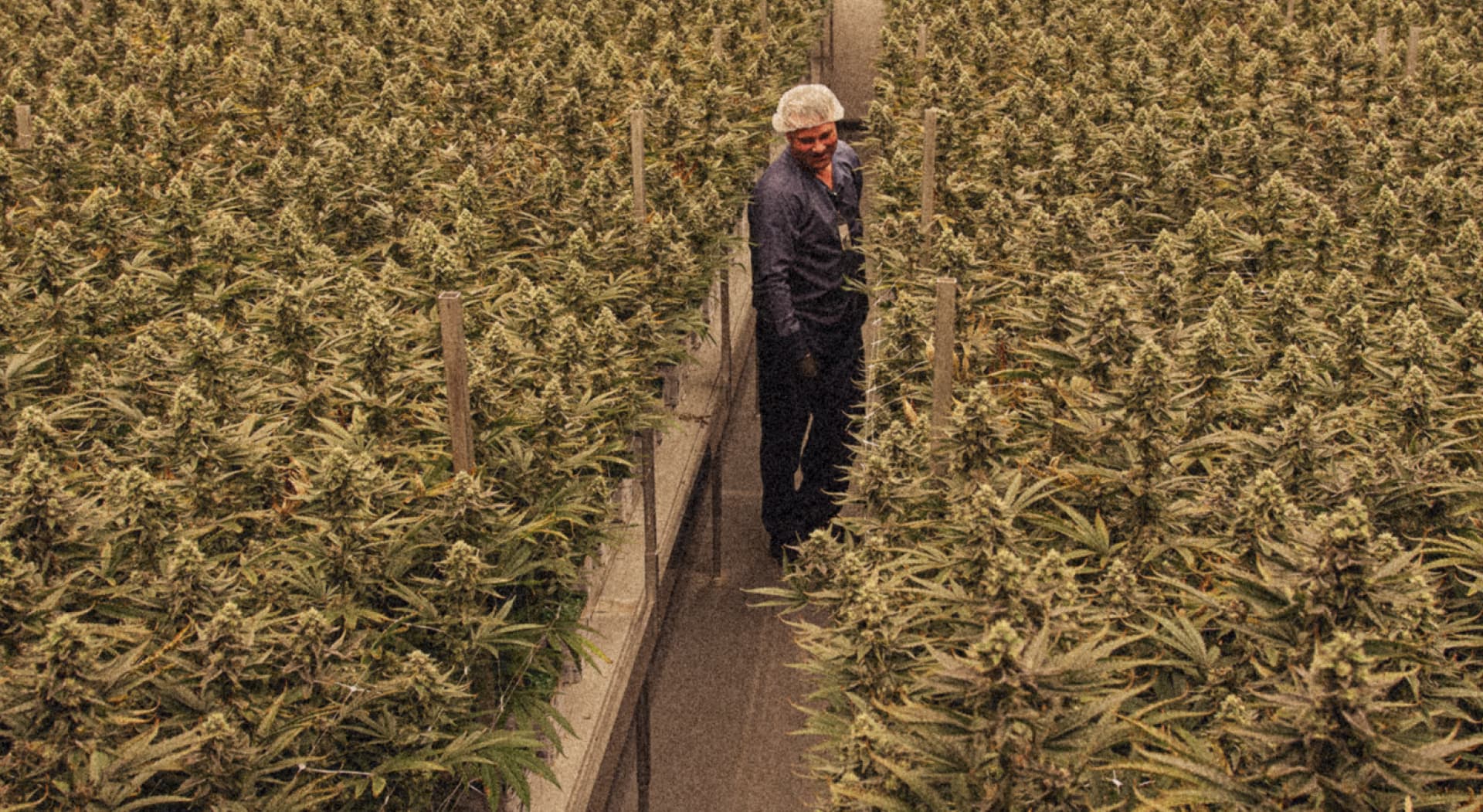 Grower standing in a dense indoor cannabis cultivation room surrounded by mature plants
